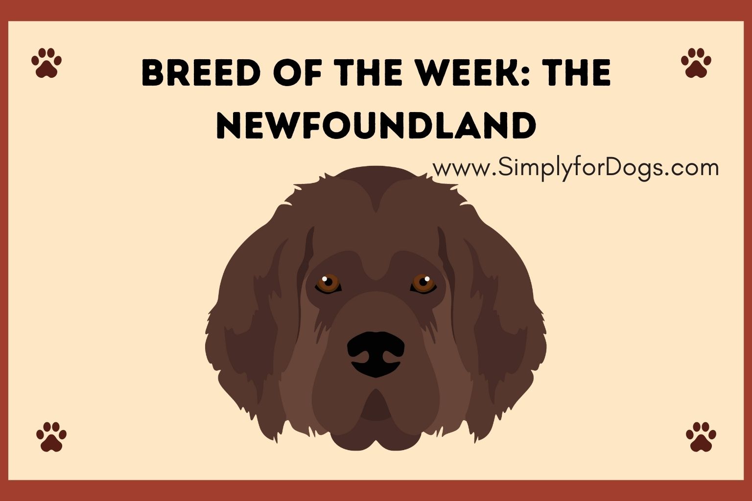 Breed of the Week_ The Newfoundland