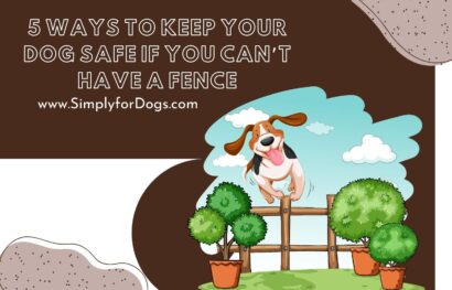 5 Ways to Keep Your Dog Safe If You Can’t Have a Fence