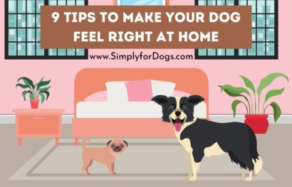 9 Tips to Make Your Dog Feel Right at Home
