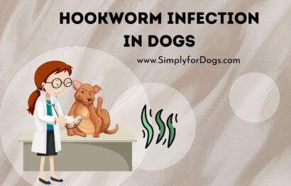Hookworm Infection in Dogs
