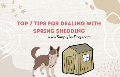 Top 7 Tips for Dealing with Spring Shedding