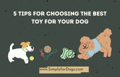 5 Tips for Choosing the Best Toy for Your Dog