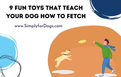 9 Fun Toys That Teach Your Dog How to Fetch