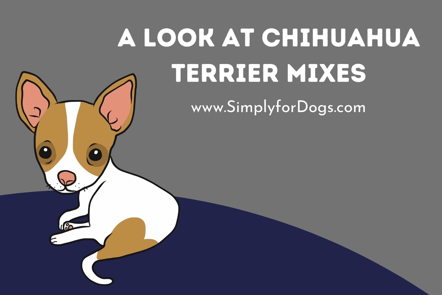 A Look at Chihuahua Terrier Mixes