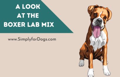 A Look at the Boxer Lab Mix