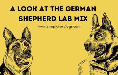 A Look at the German Shepherd Lab Mix