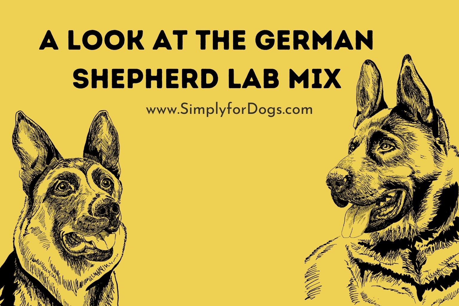 A Look at the German Shepherd Lab Mix