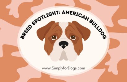 Breed Spotlight_ American Bulldog
