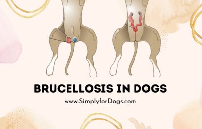 Brucellosis in Dogs