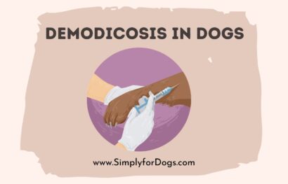 Demodicosis in Dogs