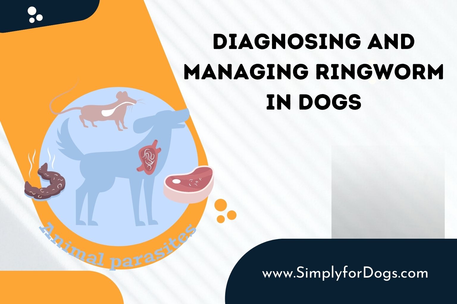 Diagnosing and Managing Ringworm in Dogs