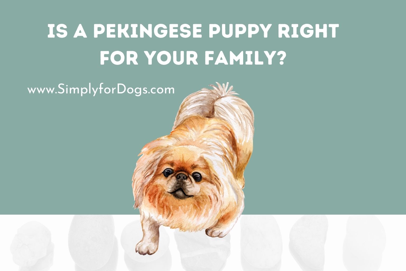 Is a Pekingese Puppy Right for Your Family