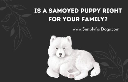 Is a Samoyed Puppy Right for Your Family_