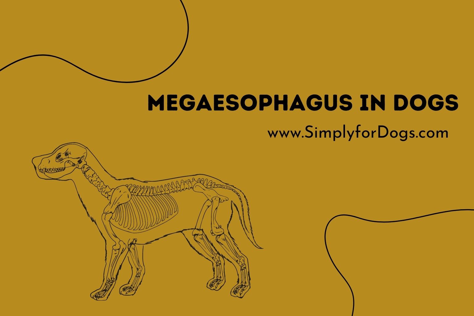 Megaesophagus in Dogs