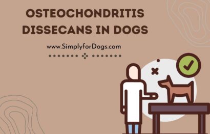 Osteochondritis Dissecans in Dogs