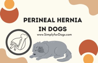 Perineal Hernia in Dogs