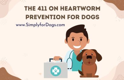 The 411 on Heartworm Prevention for Dogs