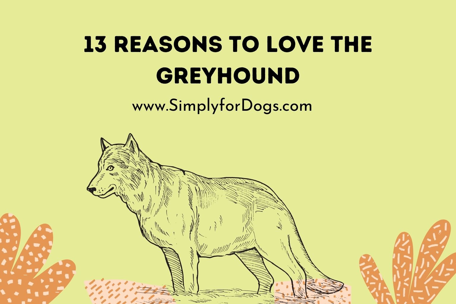 13 Reasons to Love the Greyhound