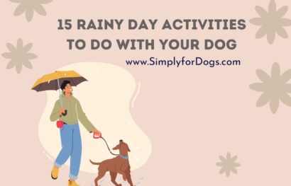 15 Rainy Day Activities to Do with Your Dog