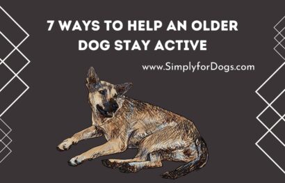 7 Ways to Help an Older Dog Stay Active