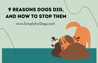 9 Reasons Dogs Dig, and How to Stop Them