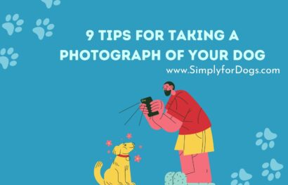 9 Tips for Taking a Photograph of Your Dog
