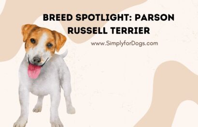 Breed Spotlight_ Parson Russell Terrier
