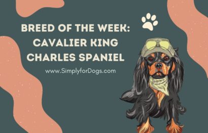 Breed of the Week_ Cavalier King Charles Spaniel