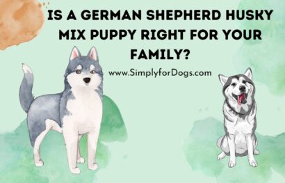 Is a German Shepherd Husky Mix Puppy Right for Your Family