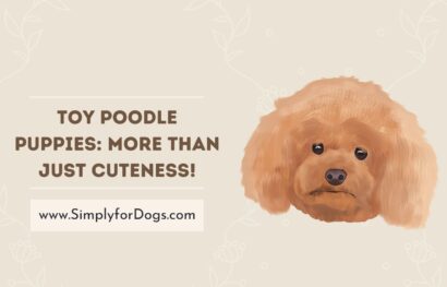 Toy Poodle Puppies_ More Than Just Cuteness!