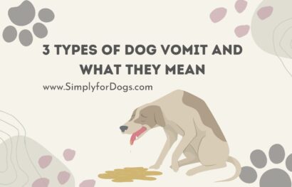 3 Types of Dog Vomit and What They Mean