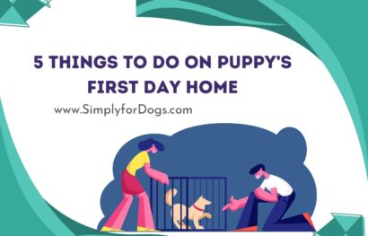 5 Things to Do On Puppy’s First Day Home