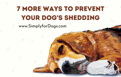 7 More Ways to Prevent Your Dog’s Shedding