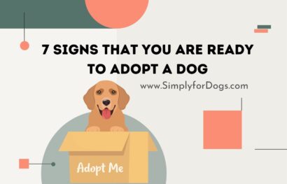 7 Signs That You Are Ready to Adopt a Dog