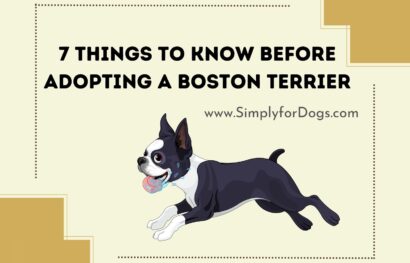 7 Things to Know Before Adopting a Boston Terrier