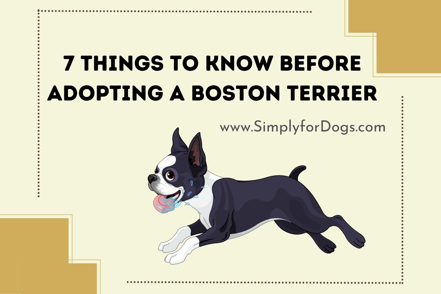 7 Things to Know Before Adopting a Boston Terrier