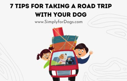 7 Tips for Taking a Road Trip with Your Dog