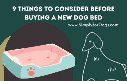 9 Things to Consider Before Buying a New Dog Bed