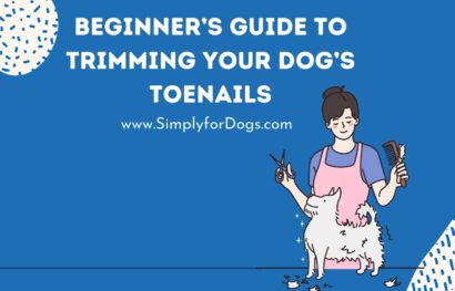 Beginner’s Guide to Trimming Your Dog’s Toenails