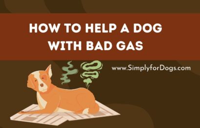 How to Help a Dog With Bad Gas