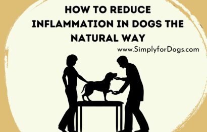 How to Reduce Inflammation in Dogs the Natural Way