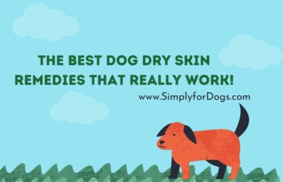 The Best Dog Dry Skin Remedies That Really Work!
