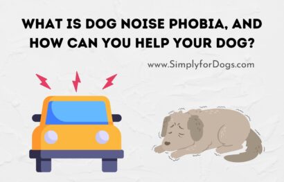 What is Dog Noise Phobia, and How Can You Help Your Dog_