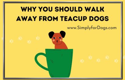 Why You Should Walk Away From Teacup Dogs