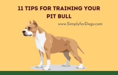 11 Tips for Training Your Pit Bull