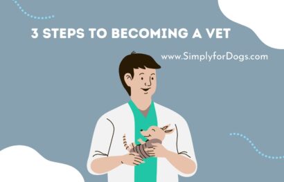 3 Steps to Becoming a Vet