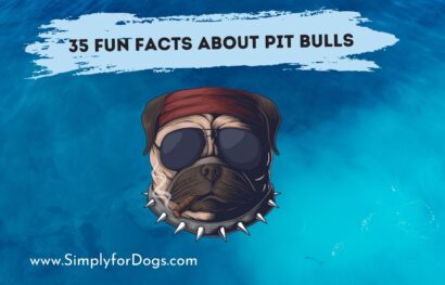 35 Fun Facts About Pit Bulls