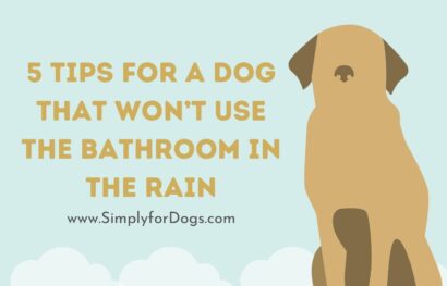 5 Tips for a Dog That Won’t Use the Bathroom in the Rain