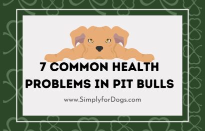 7 Common Health Problems in Pit Bulls