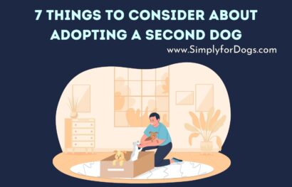 7 Things to Consider About Adopting a Second Dog